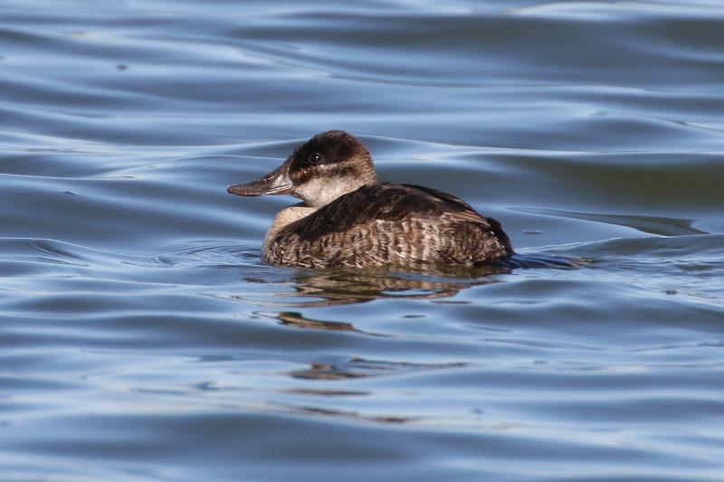 Ruddy Duck fem 011109 137.jpg